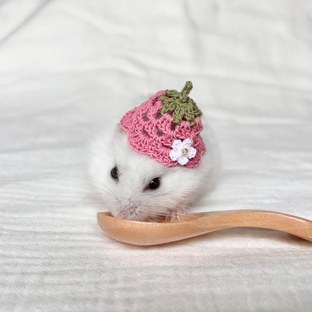いちごの帽子　バケットハット風　ハムスター・小動物・ぬいぐるみ | 2枚目